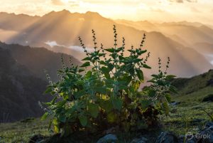 Bhangjeera plant Perilla frutescens growing wild in Himalayan mountains Uttarakhand