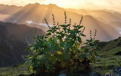 Bhangjeera: Forgotten Himalayan Perilla Seeds Benefits, Uses & Recipes | Reviving Traditional Bhangjeera Seeds