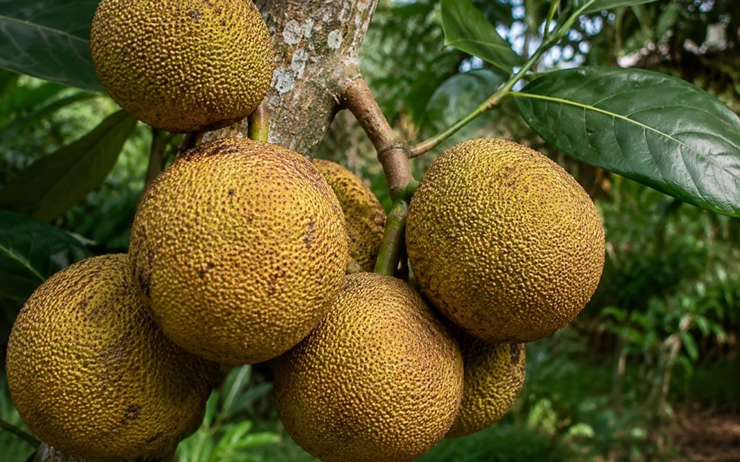 Monkey Jackfruit (Artocarpus lacucha) fruits hanging from a mature tree branch in an Indian forest landscape, showing ripe yellowish-brown fruits with natural foliage and Madhusavara.com watermark.