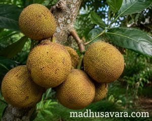 Monkey Jackfruit (Artocarpus lacucha) fruits hanging from a mature tree branch in an Indian forest landscape, showing ripe yellowish-brown fruits with natural foliage and Madhusavara.com watermark.