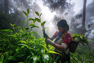 Himalayan woman wearing gloves harvesting fresh Bichhu Ghas Kandali stinging nettle in misty mountain forest, traditional foraging of Himalayan nettle in Uttarakhand