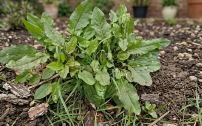 Home 4 Dock (Rumex spp.): Sour Wild Leaves Used as a Vegetable