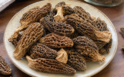 Home 4 Gucchi Mushroom: Wild Morels of the Indian Himalayas